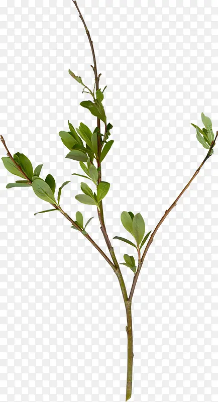 ֦Ҷ�ز�ͼƬ-������