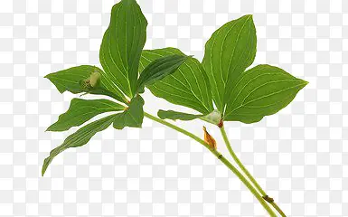 ��Ҷ-������