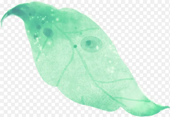 ˮ����ɫ��Ҷī��-������