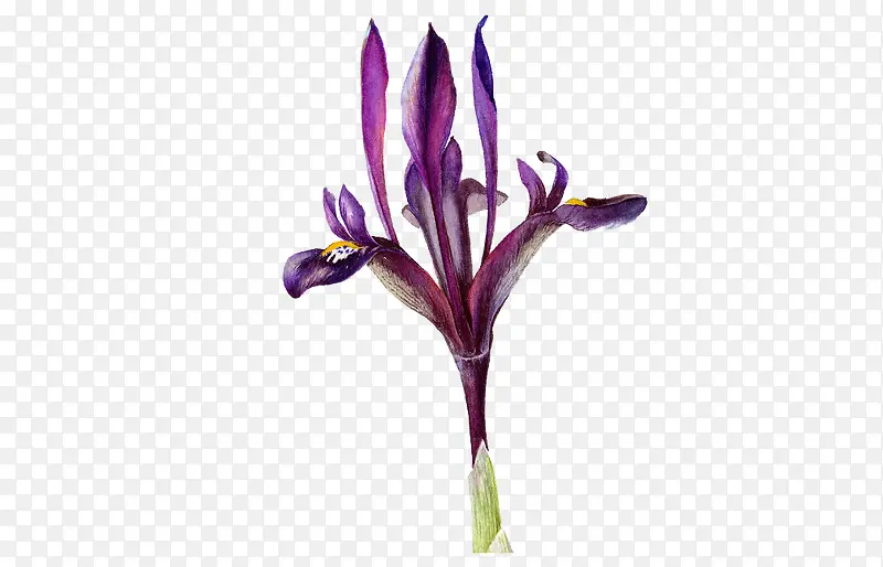 ��ɫ�Ļ�-������