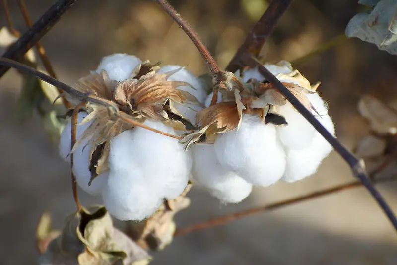 ��׵��޻�����֦ͼƬ-������