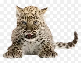 �����ز��ֻ��ز�-������