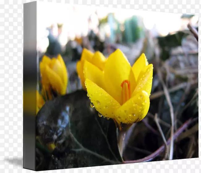 ֲ�￪��ֲ�ﻨ��¶��-������