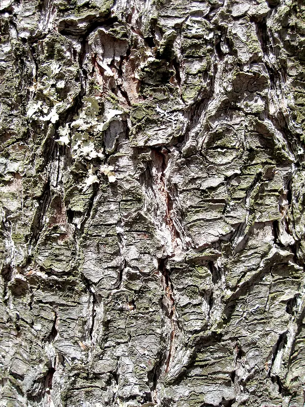 ���ϵ���Ƥ����-������