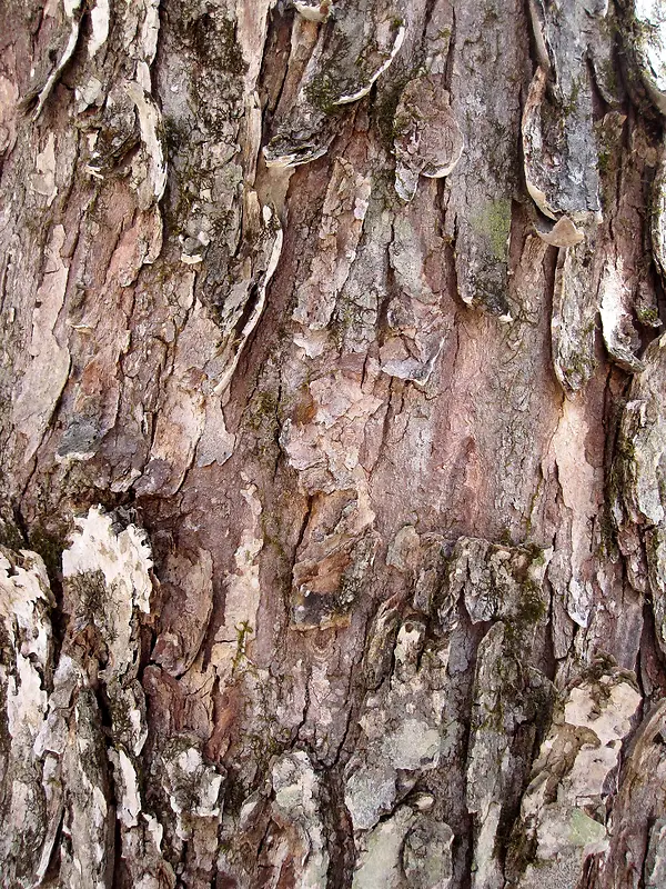 �������Ƥ���Ʊ���-������