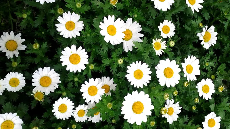 ��˹�ٷ���-������