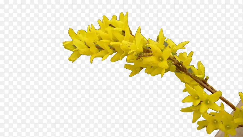 ��֦�ϵ��¼���ͼƬ�ز�-������