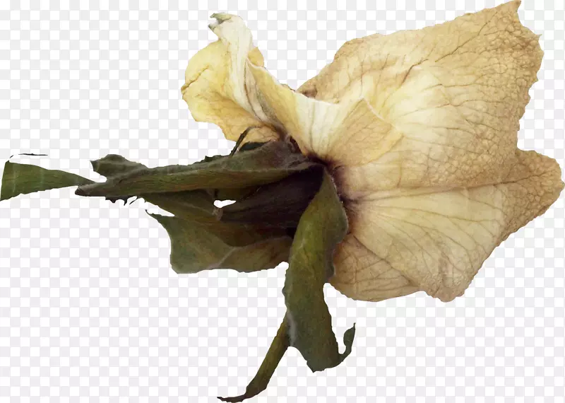 ��������ɫ���ظ�-������