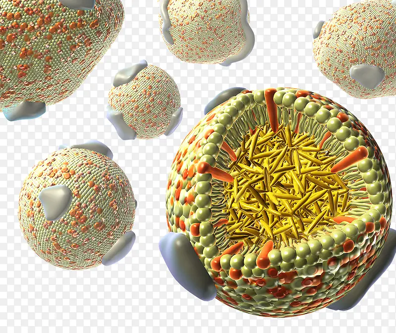 Ѫ֬ϸ��-������