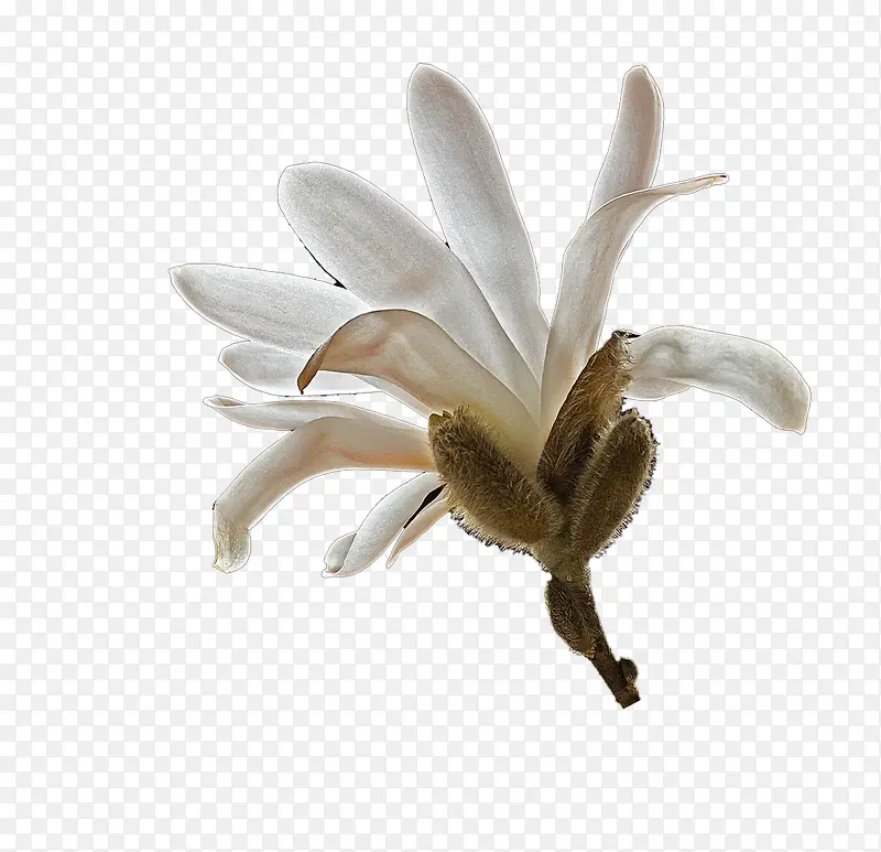 ��ɫľ����-������