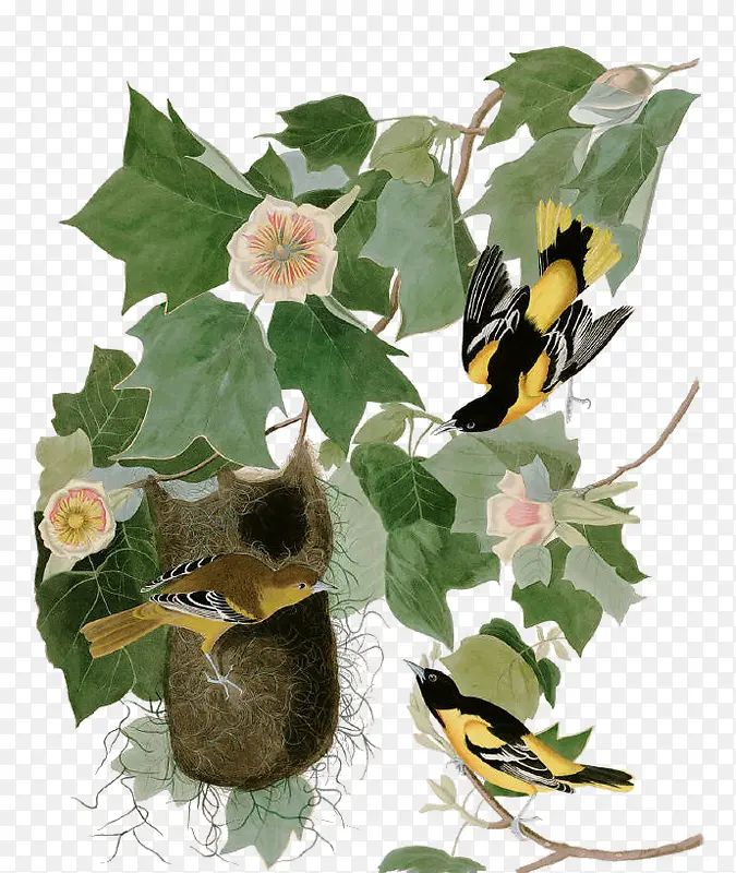 ��֦�ϵ�����-������