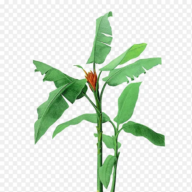 ��ɫ�Ž�Ҷ�����ز�-������