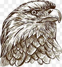 �ֻ�ӥͷ-������