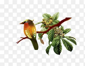 �� ��֦-������