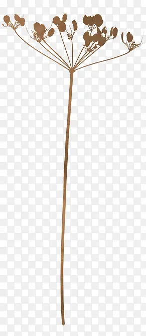 ��ή����֦-������