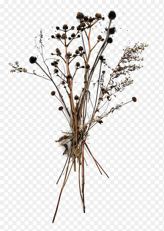 ��ή��֦��-������