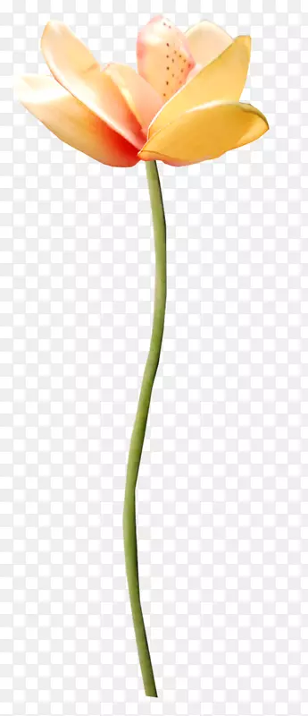 ����ֲ���л�������ֲ�ﾥ�Ȼ�-������