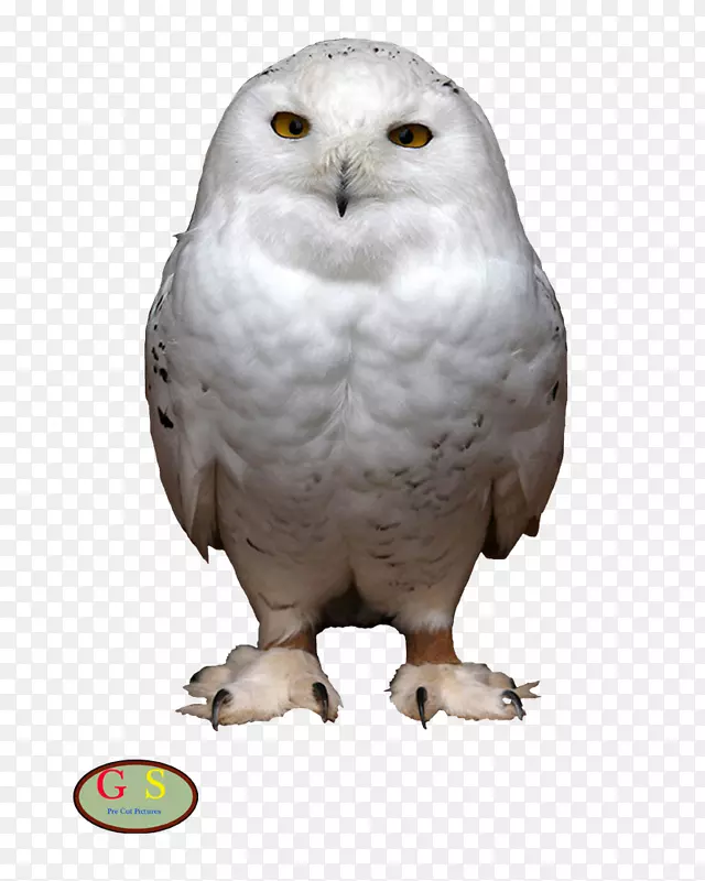 ѩ�׵�èͷӥ����̶�èͷӥ-u-������