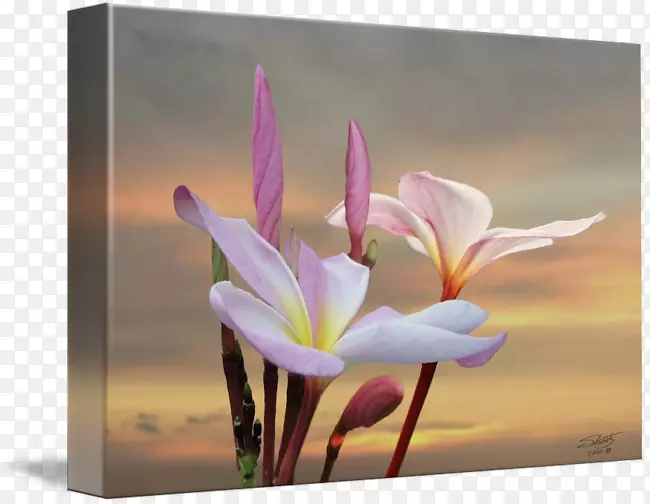 ���Ȱ�װҰ��ֲ����Ӱ.�-������