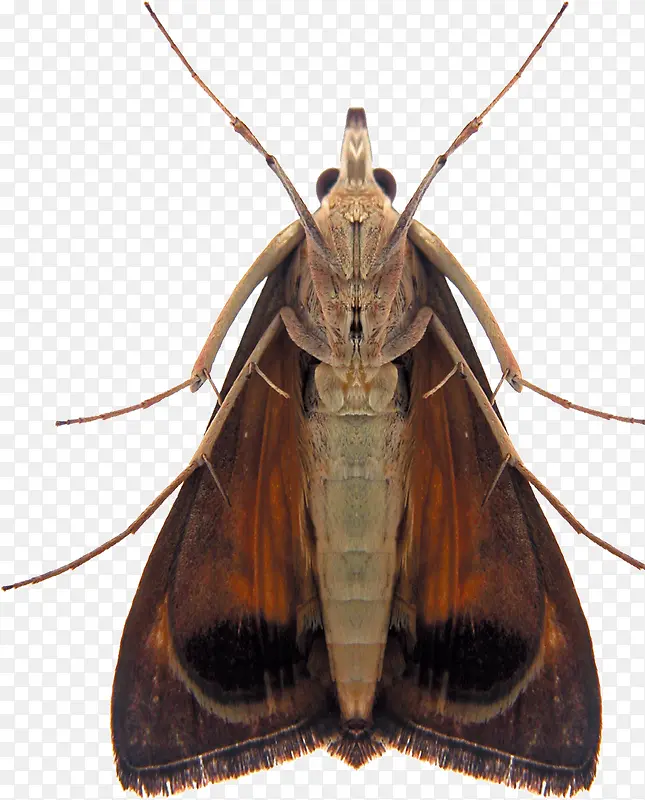 ����ɶ�-������