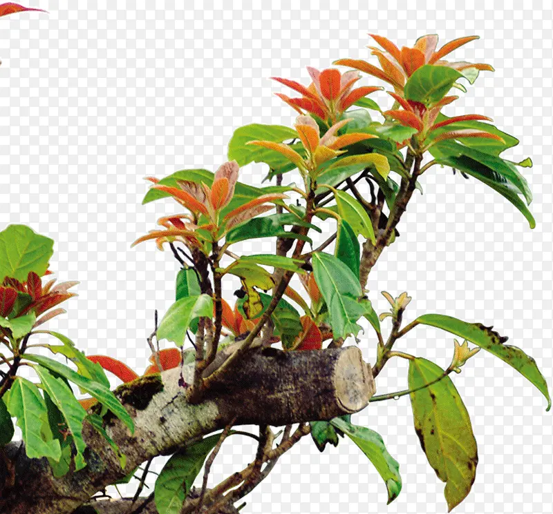 ������Ҷ��-������