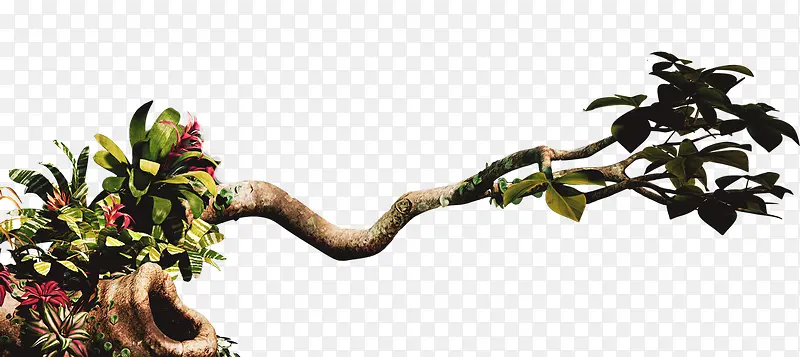 �����೤����֦-������