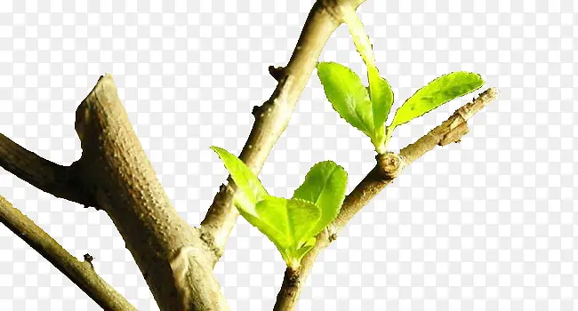 �����֦��ѿ-������