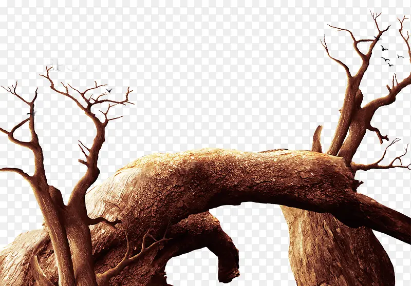 ���������ɡ�֦��-������