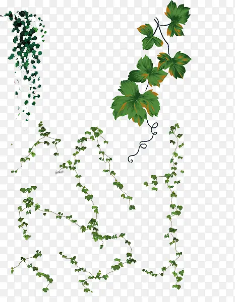 ��ɫֲ����Ҷ��֦�������ͼƬ-������