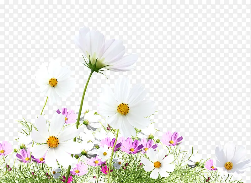 ��ɫҰ��-������