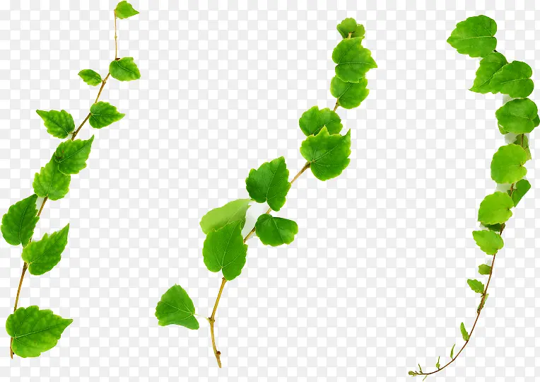 ����������֦����-������