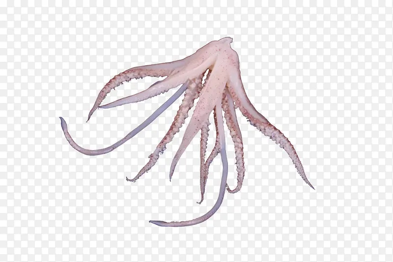 ������ʳ��-������