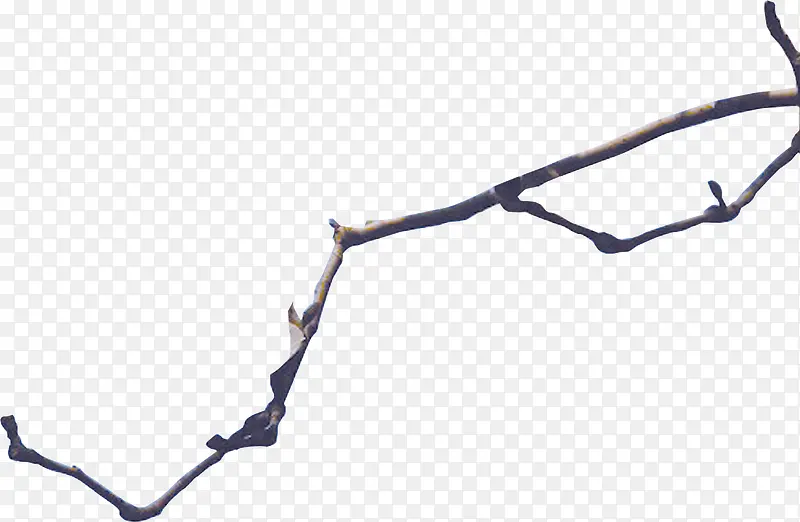 ľ����֦-������