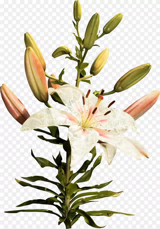 ��Ӱ����������-������