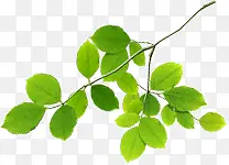 ����ɫ����Ҷ-������