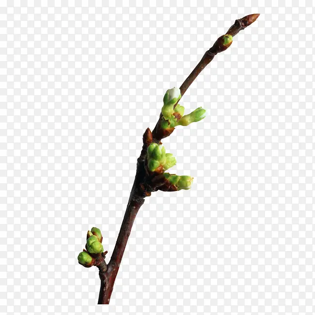 ��֦-������