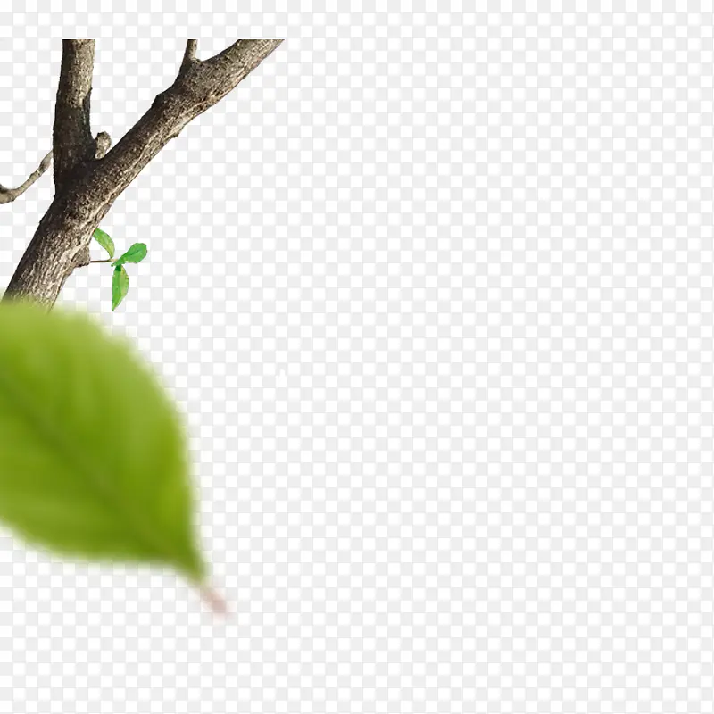 ��֦Ѿͼ-������