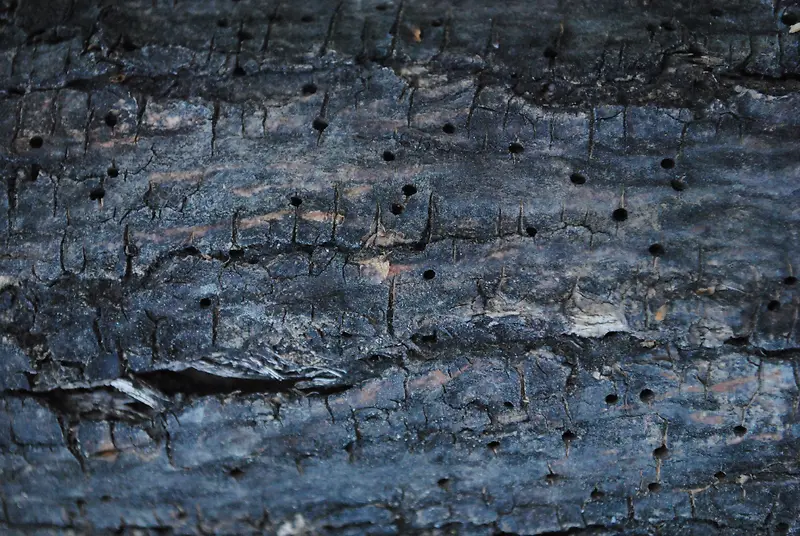 ��Ƥ��������-������