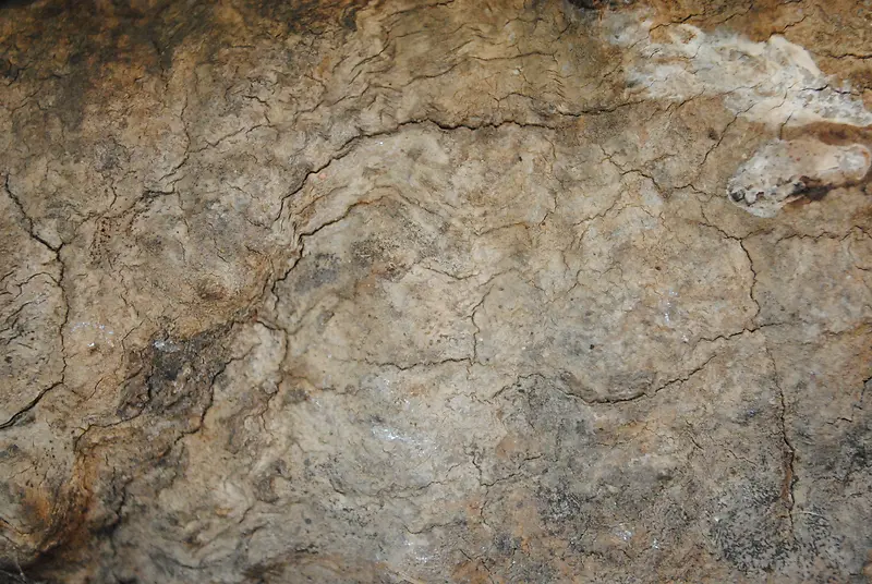 ����ľ�Ʊ���-������