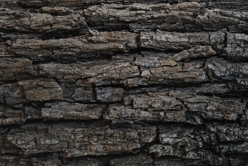 ����Ƥ��������-������