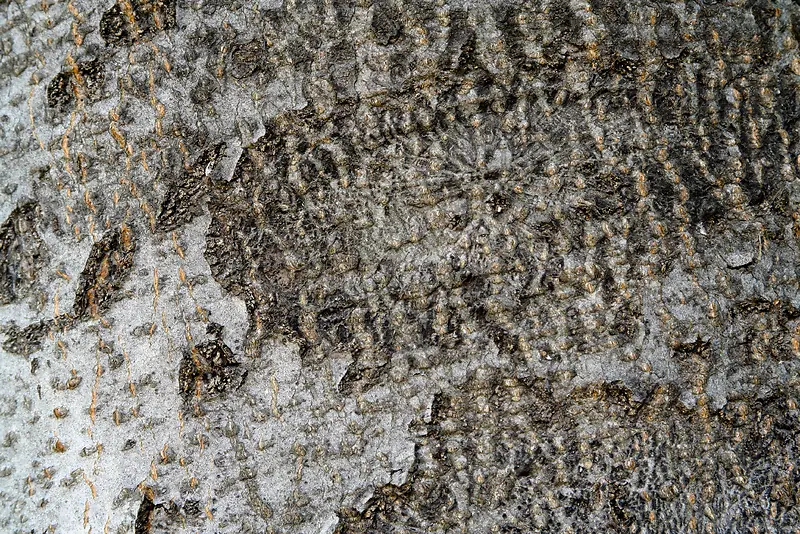 ��Ƥ��������-������