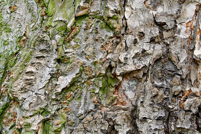 ��̦��Ƥ����-������