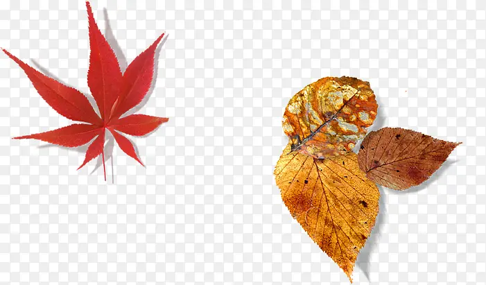 ������Ӱ��ɫ������Ҷ-������