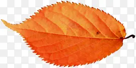 �ٺ�ɫ���������Ӱ��Ҷ-������