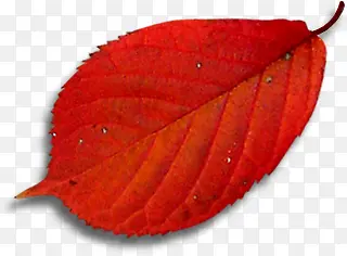 ��ɫ������Ӱ�����Ҷ-������