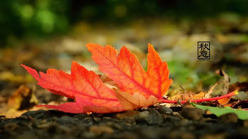 �����Ҷ��ҶΨ����Ӱͼ-������