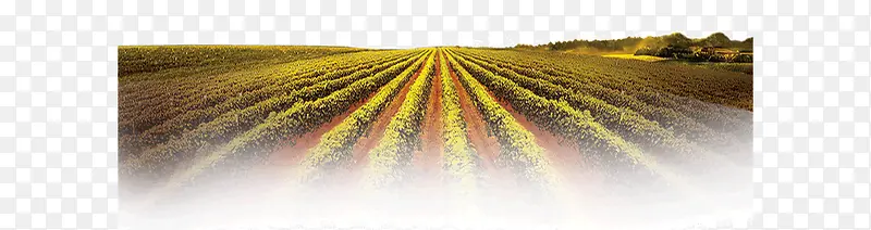 ������԰-������