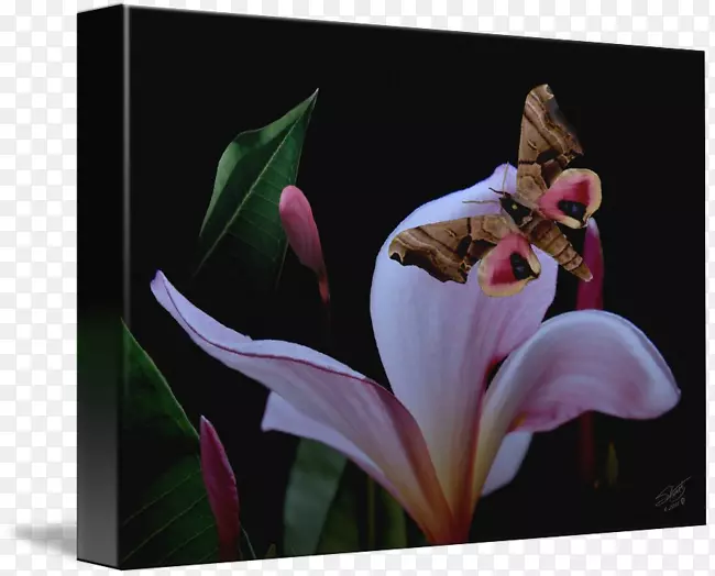 ����ֲ�����滨�괫����-������