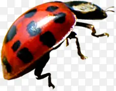 ��ɫ����ư������-������