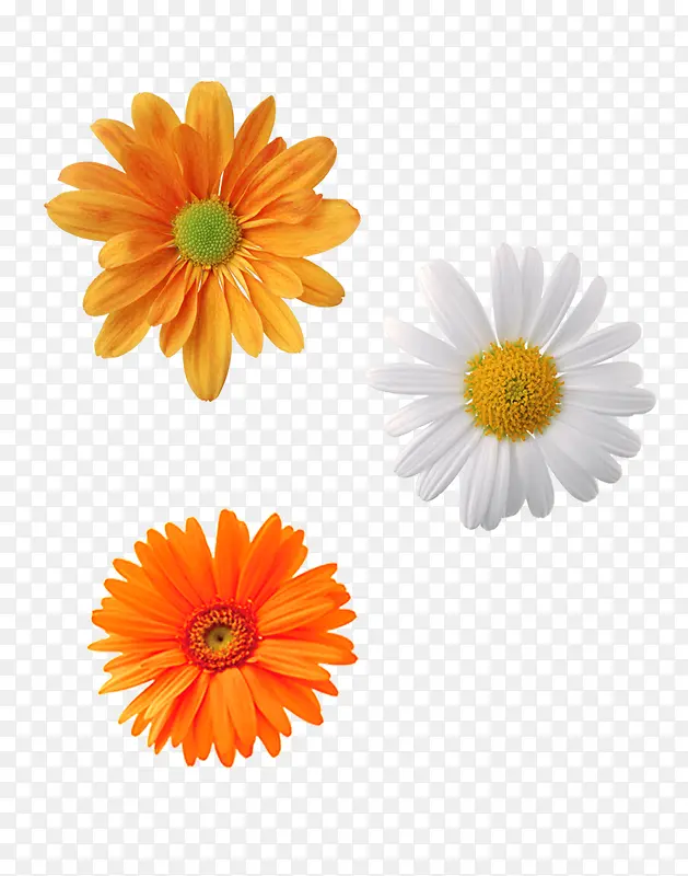 ��ɫ��ɫ�ջ�-������